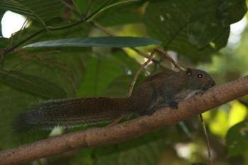 squirrel - This is a forest squirrel in Malaysia.