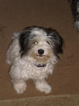 This is Benji - He is either up to mischief or playing with Banjo or sleeping or giving cuddles. He's such a dear little mate. This is Benji - He is either up to mischief or playing with Banjo or sleeping or giving cuddles. He's such a dear little mate.