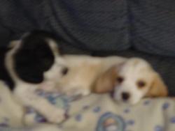 Dottie my puppy - this is a picture of my puppy dottie (the white one) and her brother.  We only kept dottie we gave her brother away.