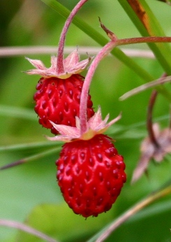 Finnish strawberries - Going to Finland in the autumn has it advantages :-)