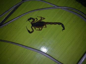 Scorpion - This is a picture of a scorpion I found in my house. I squashed it with a shoe. I have heard it is not so deadly but their sting are very painful.