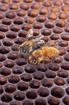 Honey bees - Honey is good for health