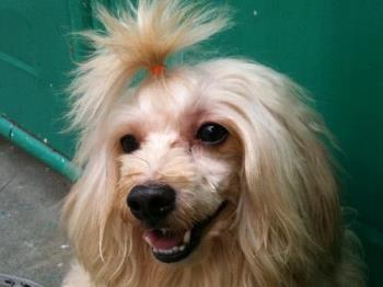 Smiling Bully - This is my bully. I trained him to smile. when I say, smile he would smile. LOL, such very smart dog. Highly trainable. Bully is a mixed breed of maltese and poodle. he got his over all features in maltese breed but his color to poodle. he is a toy dog. small breed type. 