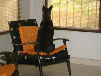 Preiti our pet - She strayed in one day and became a member of our household