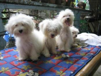 Maltese Puppies - Yes, having the puppies are like having children. but the feeling is rewarding I am telling you.. These are maltese puppies and they are really adorable, from the time the were born up to the adulthood. Fantastic and amazing ones. Learn how to deliver the litter I am like a doctor. Asking a veterinarian is very expensive and the deal is an amount for the mom and each of the litter. so really very expensive. 