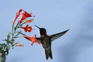 Humming birds - beautiful birds