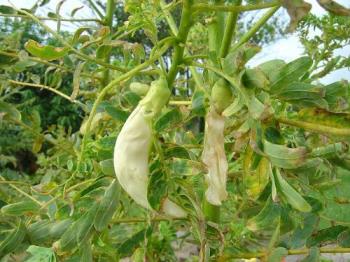 plant vegetable philippines hummingbird mylot pinoy feb medicinal want style