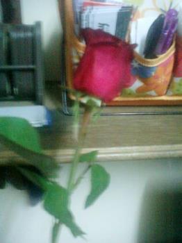 Rose are easy - Rose are just easy. 