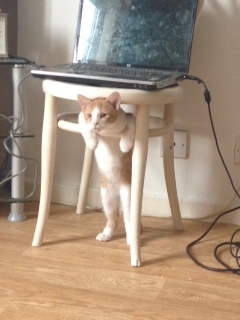 cat - Hugo being weird