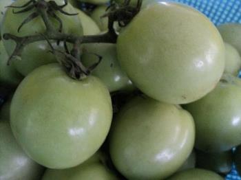 Green Tomatoes - If you lack vitamin C then go grab and eat tomatoes every day. Green Tomatoes - If you lack vitamin C then go grab and eat tomatoes every day.