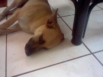 Brownie - This is Brownie, our dog. He is an AsPin or "asong pinoy" or Filipino dog. In this picture, he is just lying on the floor, near my grandmother&#039;s feet. He likes my grandmother so much.