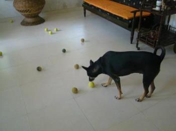 Our pet Preiti - Playing in the hall