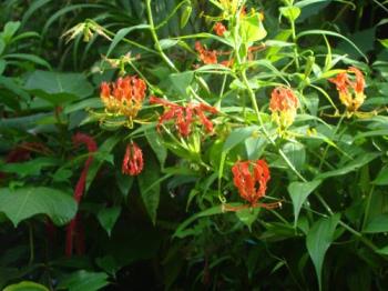 Tigerclaw - Because of the shape of the flower it is called Tigerclaw. It gets blanket worms which are taken care of by dusting wood ash. Tigerclaw - Because of the shape of the flower it is called Tigerclaw. It gets blanket worms which are taken care of by dusting wood ash.