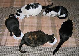 I have 5 cats - I have 5 cats, I am missing one that hasn´t arrived home in 30 hrs, I´m very anguished. 