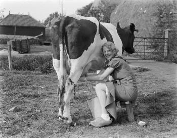 Milking cow - Milking cow by hand