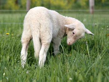 Lamb with long tail - Lambs do have tails, but they are usually docked.