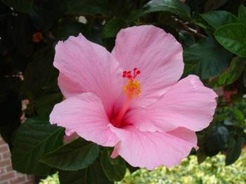 Hibiscus - Hibiscus is quite large, containing several hundred species that are native to warm-temperate, subtropical and tropical regions throughout the world.