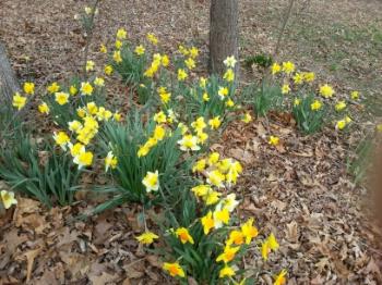 Some of my daffodils. - These are just some of the hundreds of daffodils I have sprinkled throughout our property. I haven&#039;t taken a photo of the one tree in full blossom yet.