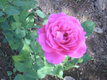 Pink Rose - This was the first pink rose flower that bloomed a few months ago.