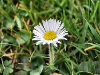 Bellis perennis - Daisy - Typically English flower, loved by many but regarded as a weed by gardeners. 