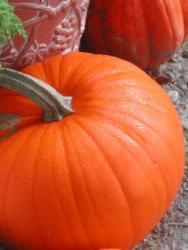 Pumpkin - Pumpkin ripe and ready for pie making season!