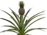 pineapple plant - pineapple plant