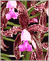 For my parents;) - love
