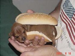 Kitty in hotdog bun - kitten in a hot dog bun