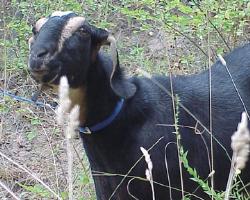 Kloshe our last Nubian Doe - This is a photo of Kloshe our alpha doe before the cougar