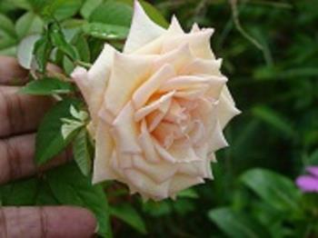 Cream Rose - Catherine
