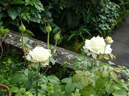 White roses. 