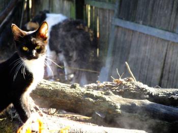 Kitten on the wood pile