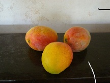 mangoes from my garden
