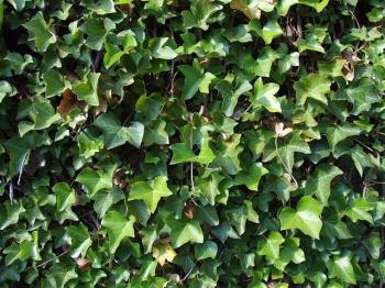Ivy leaves, public domain picture from Pixabay.