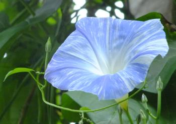 blue striped morning glory,  flower