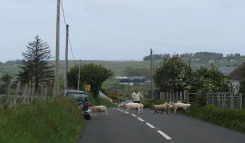 Sheep on Road Sheep on Road