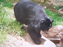 Bear at Mysore Zoo, India - Photographed at Mysore Zoo