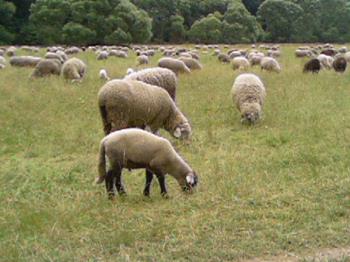 sheep in NZ credit  https://commons.wikimedia.org/wiki/File:Sheeps_in_New_Zealand.jpg