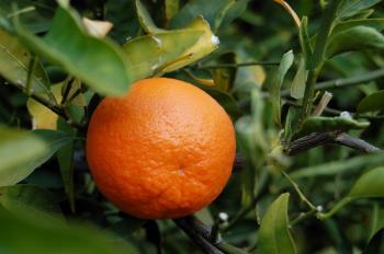 tangerine   https://commons.wikimedia.org/wiki/File:TangerineFruit.jpg