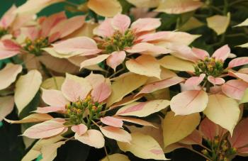 sofspics, poinsettias sofspics, poinsettias