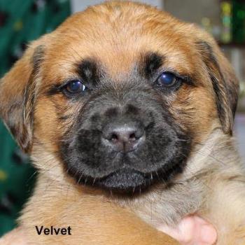 Velvet -Now Vala, My rescue Pup