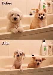 cute puppies - two puppies before and after having a bath