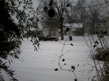 Picture is mine. My front yard as seen through the window.