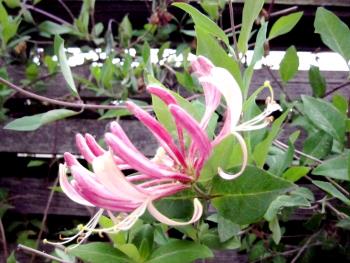 Pink Honeysuckle from @LadyDuck garden Pink Honeysuckle from @LadyDuck garden