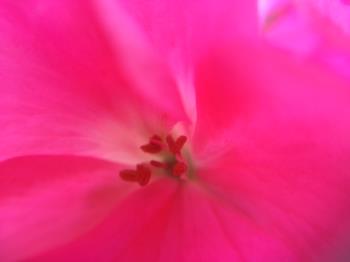 Close up- pink geranium