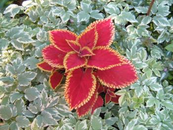 #coleus, #flower,