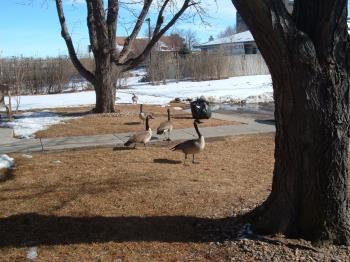 geese geese