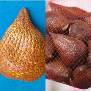 Salak or snake fruit. Photos from pixabay Salak or snake fruit. Photos from pixabay
