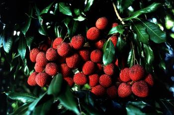 lychees credit https://commons.wikimedia.org/wiki/File:Lychee.jpg lychees credit https://commons.wikimedia.org/wiki/File:Lychee.jpg