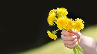 https://pixabay.com/en/dandelion-flowers-wildflowers-735814/
